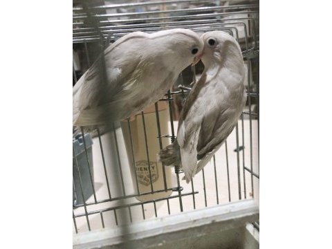 Bebek sevda cennet papağanları