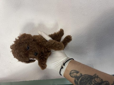 Efsane poodle yavrularımız