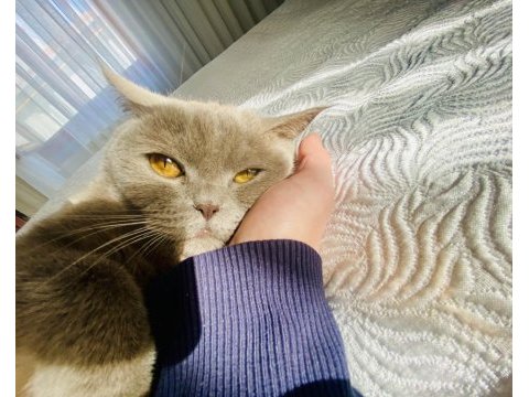 Luna 4 yaşında dişi kısır kedimiz