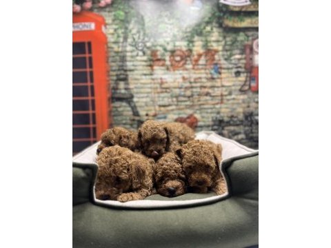 Irk garantili toy poodle yavrularımız @petclubadanaa