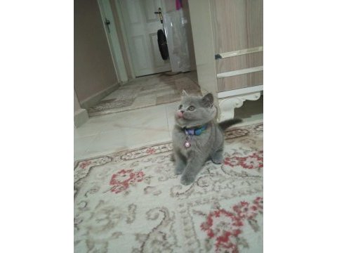 Ayı surat british shorthair