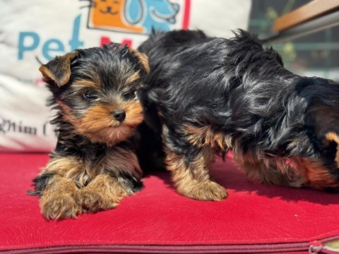 Petmode köpek çiftliğinden tea cup yorkshire terrier