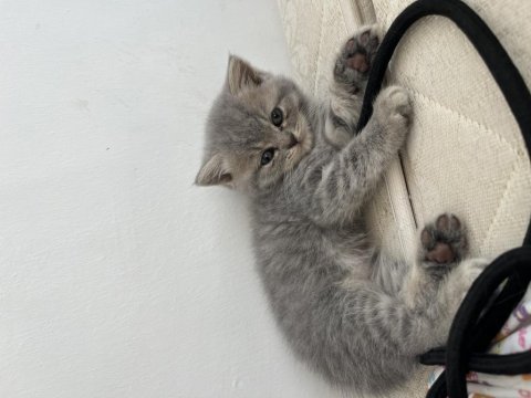 British shorthair 2 aylık yavrular