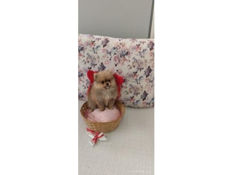 Dünyalar güzeli pomeranian bo dişi yavru