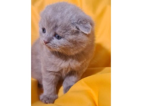 Scottish fold yavru