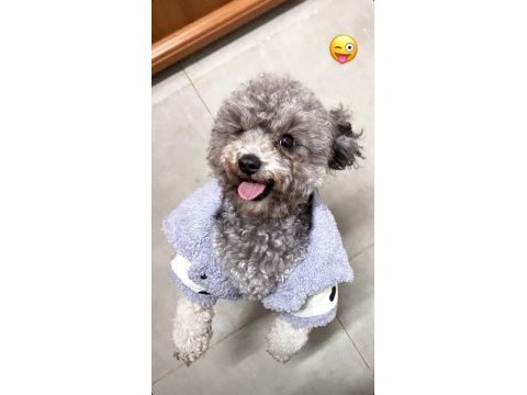 Türkiyedeki tek gerçek safkan dişi silver toy poodle