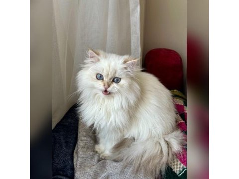 Üst kalite son erkek british longhair yavrum