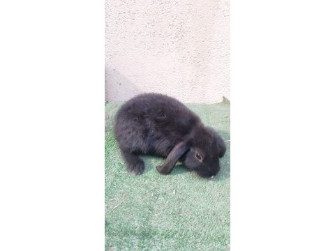2,5 aylık lop yavru tavşan