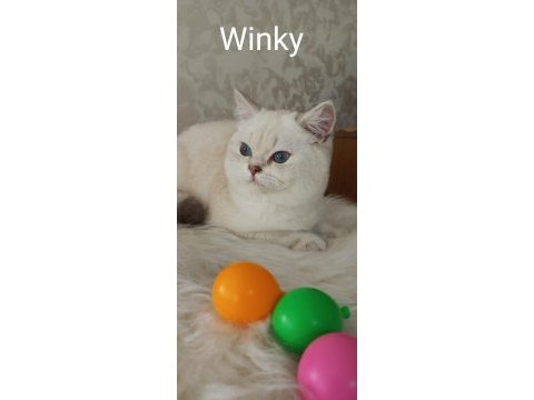 Full şecereli safkan british shorthair yavrularımız