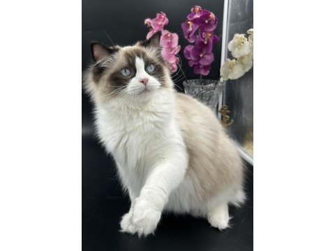 Arina s ragnia nin şecereli şampiyon ragdoll bebekleri