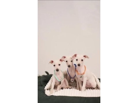 İtalyan tazısı greyhound