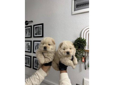 Üst kalitede mor dil chow chow yavrumuz