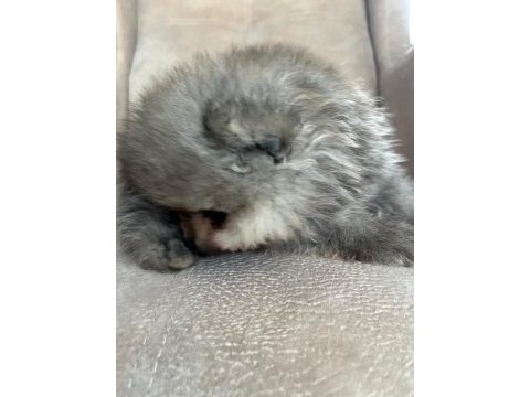 Orjinal ayı suratlı pomeranian yavruları