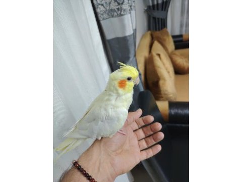 Ele alışkın sultan yavrusu