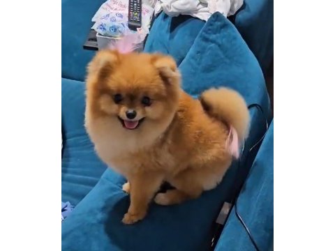 34 yıllık canpette ayı surat pomeranian yavrumuz micro