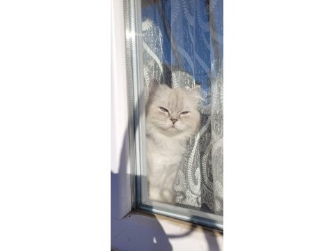 British shorthair yavru kedimiz