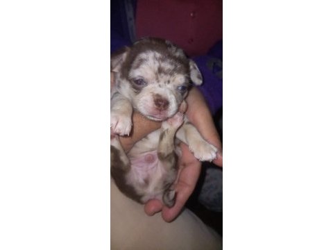 Chihuahua (şivava) süper eğitimli insan sever