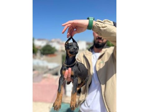 King siyah kızıl doberman yavrular