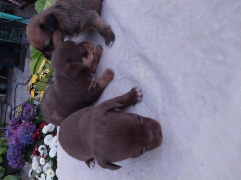 Chihuahua (şivava) yavrular şivava