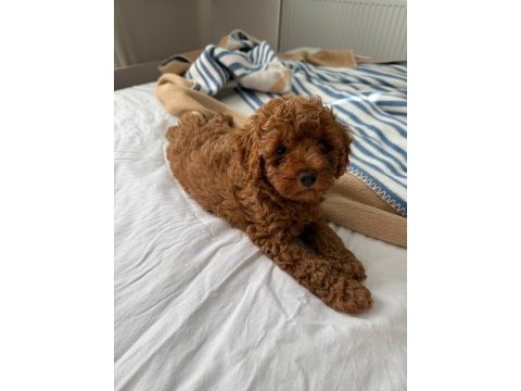 Toy poodle köpeğimiz