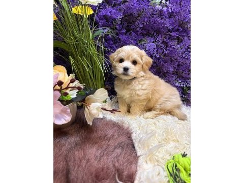 Aşılı pasaportlu  mikroçipli maltipoo  yavrularımız 