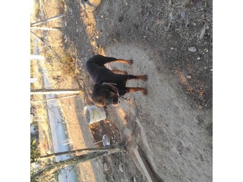 Dişi rottweiler