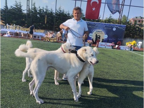 Yavru safkan akbaş