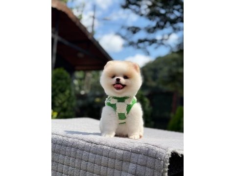 Pamuk şekeri pomeranian boo