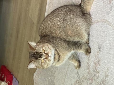 9 aylık scottish fold ve british
