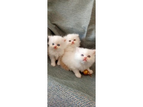 Pamuk şeker kediler