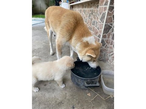 Akita golden retriever mix yavrular