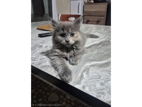Scottish fold yavrumuz