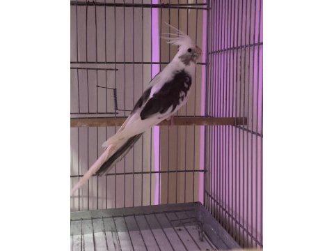 Sultan papağanı 8 aylık