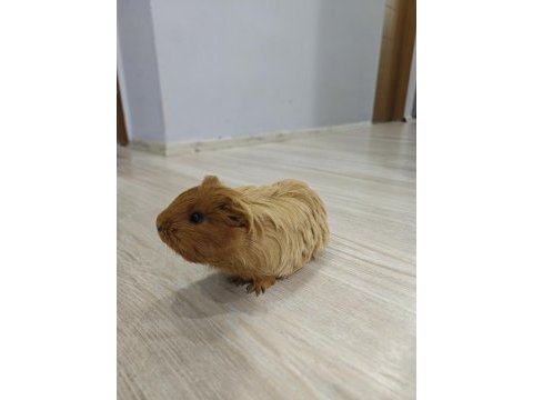 Ginepig dişi