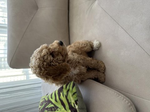 2 buçuk aylık poodle