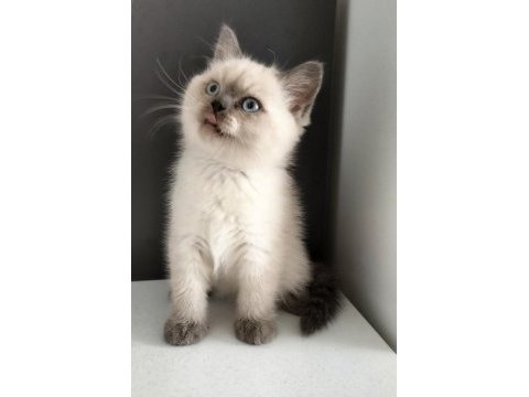 British shorthair blue point erkek yavrum