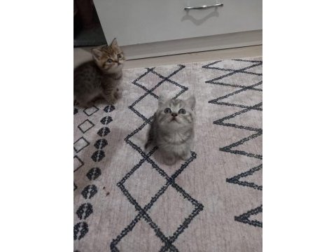 2 aylık british shorthair erkek ve dişi