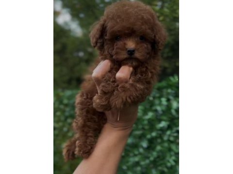 Mükemmel güzellikteki toy poodle yavrularımız 