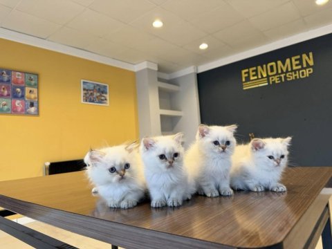 Kediciden renk renk brıtısh shorthaır yavruları ankara