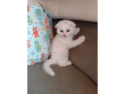 Uygun şartlarda scottish fold kedilerimiz