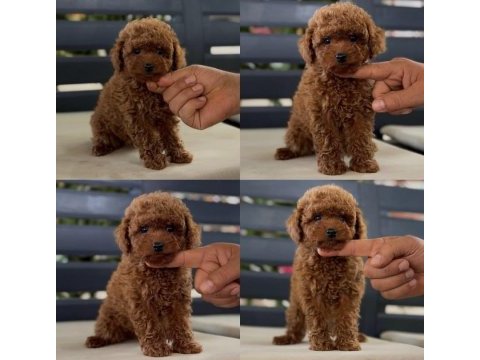 Yavru köpeğimiz toy poodle
