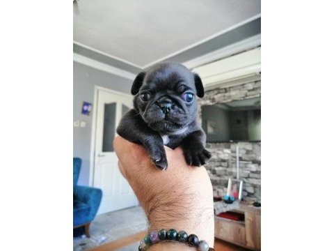 Pug yavrularımız evde bakılıyor