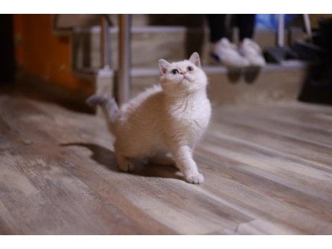 Safkan erkek kedimiz sahibini arıyor