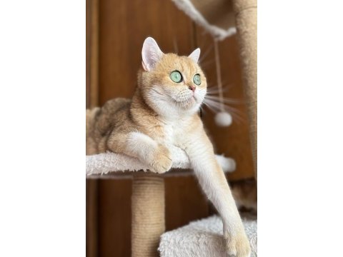 Kısırlaştırma şartıyla ücretsiz british shorthair