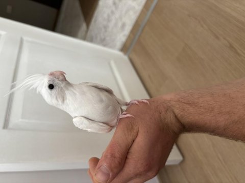 Heawy pied yavru ele alıştırmalık