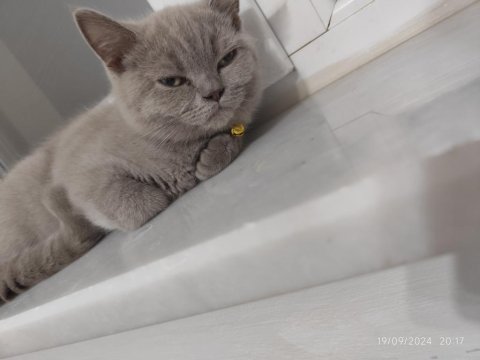 British shorthair yavrumuz
