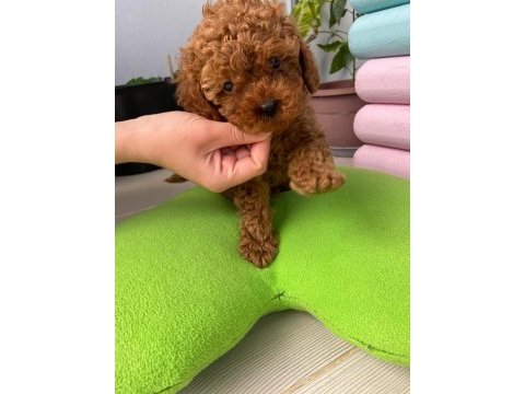 Toy poodle 3 aylık yavrular