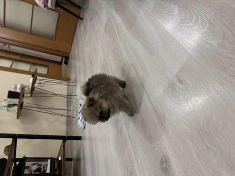 13 kasım doğumlu pomeranian bebeklere anne ve baba arıyoruz