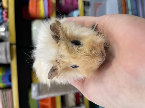 Ginepig yavrularımız