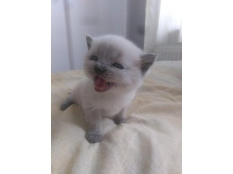 Rezerve açık yavrularımız british shorthair